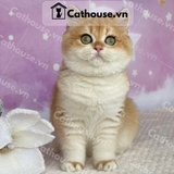  Mèo Munchkin Màu Golden - ALN17145 