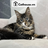  Mèo Maine Coon - MNC027 