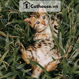  Mèo Bengal - BG0614 