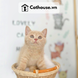  Mèo Anh Lông Ngắn Màu Cream - ALN1015 