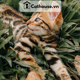  Mèo Bengal - BG0614 