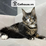  Mèo Maine Coon - MNC027 