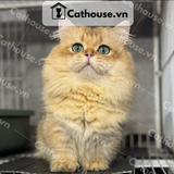  Mèo Munchkin Chân Ngắn Màu Golden  - ALN17128 