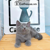  Mèo Anh Lông Ngắn Màu Xám Xanh - ALN01173 
