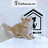  Mèo Anh lông ngắn màu Classic Tabby - ALN06179 