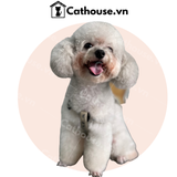  Cắt tỉa chó Poodle mặt tròn - Kiểu Teddy Bear 