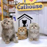  Mèo Munchkin Màu Golden Tabby - ALN17165 