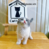  Mèo Anh Lông Ngắn Màu Bicolor - ALN02157 
