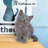  Mèo Anh Lông Ngắn Màu Xám Xanh - ALN01172 