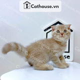  Mèo Anh lông ngắn màu Classic Tabby - ALN06179 