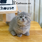  Mèo Munchkin Màu Tabby - ALN17159 