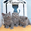  Mèo Anh Lông Ngắn Màu Xám Xanh - ALN01173 