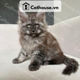  Mèo Maine Coon - MNC026 