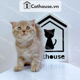  Mèo Anh lông ngắn màu Classic Tabby - ALN06179 