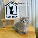  Mèo Munchkin Màu Tabby - ALN17159 