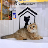  Mèo Munchkin Màu Golden Tabby - ALN17165 