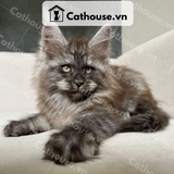  Mèo Maine Coon - MNC026 