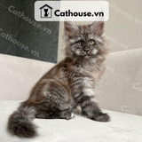  Mèo Maine Coon - MNC026 