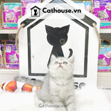  Mèo Anh Lông Ngắn Màu Silver Tabby - ALN0414 
