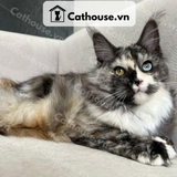  Mèo Maine Coon - MNC025 