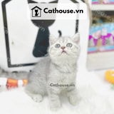  Mèo Anh Lông Ngắn Màu Silver Tabby - ALN0414 