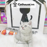  Mèo Anh Lông Ngắn Màu Silver Tabby - ALN0414 