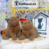  Mèo Anh Lông Ngắn Màu CINNAMON - ALN15108 