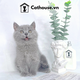  Mèo Anh Lông Ngắn Màu Xám Xanh - ALN0145 