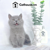  Mèo Anh Lông Ngắn Màu Xám Xanh - ALN0145 