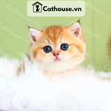  Mèo Anh Lông Ngắn Màu Golden  - ALN0892 