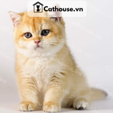  Mèo Anh lông ngắn màu Golden - ALN0987 