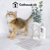  Mèo Anh Lông Ngắn Màu Golden Tabby - ALN1444 
