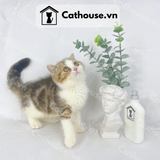  Mèo Anh Lông Ngắn Màu Bicolor Brown Tabby Classic - ALN0271 