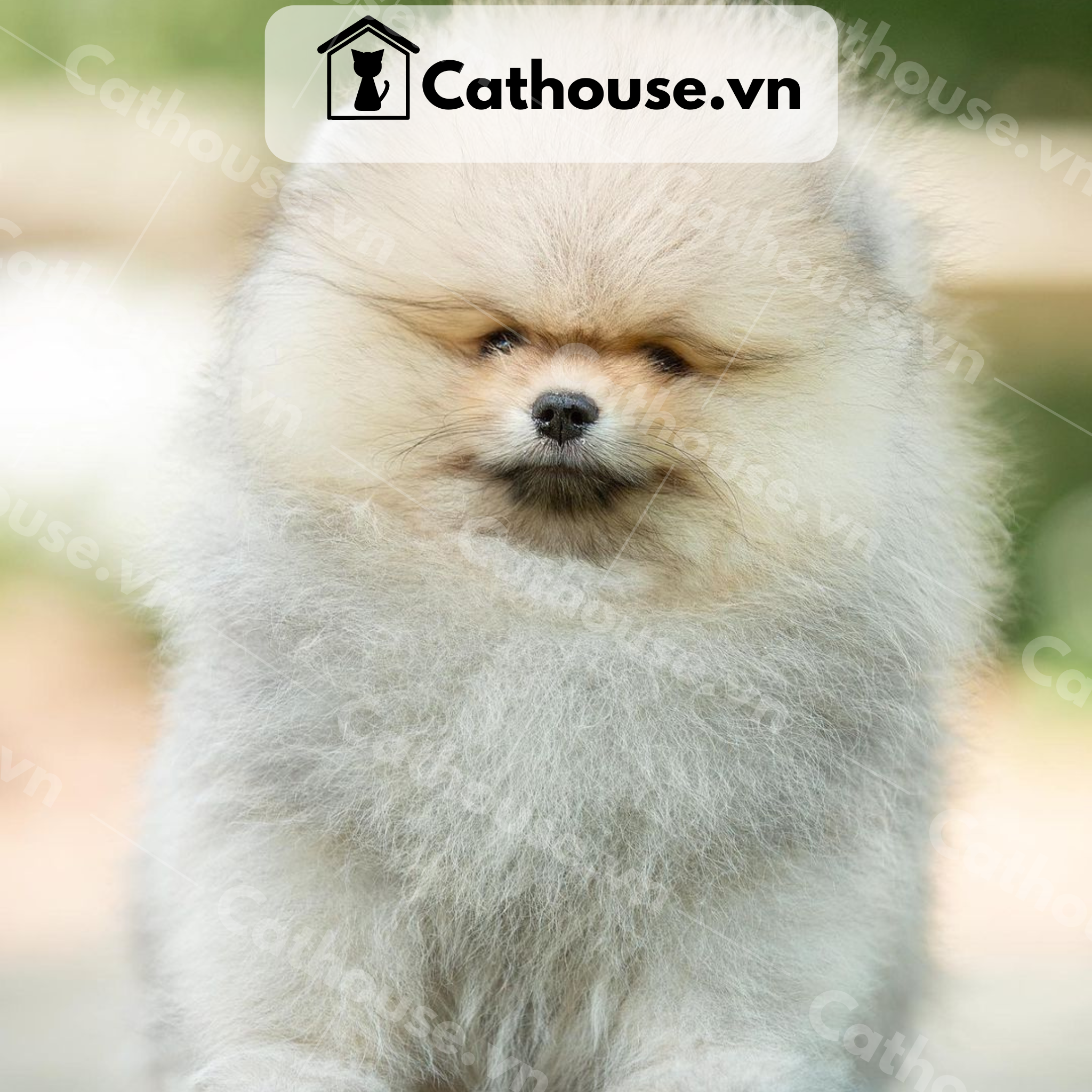  Chó Phốc Sóc ( Pomeranian ) Màu Orange Sable - CPS012 