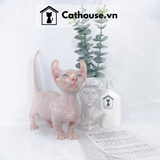  Mèo Sphynx Munchkin Tai Xoắn - SP1956 