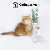 Mèo Anh Lông Dài Màu Golden Tabby - ALD1459​​​​​​​ 