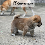  Chó Shiba Inu Màu Trắng Vàng 