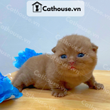  Mèo Anh Lông Ngắn Màu CINNAMON - ALN1591 