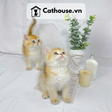  Mèo Anh Lông Ngắn Màu Golden - ALN0816 