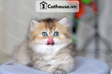  Mèo Anh Lông Dài Màu Golden Tabby - ALD14123 