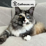  Mèo Maine Coon - MNC025 