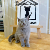  Mèo Anh Lông Ngắn Màu Xám Xanh - ALN01162 