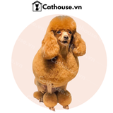  Cắt Tỉa Chó Poodle - Kiểu Quý Tộc 