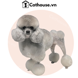  Cắt Tỉa Chó Poodle - Kiểu Quý Tộc 