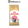  Hạt Mèo con Ba Tư Persian Kitten Royal Canin 