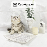  Mèo Anh Lông Ngắn Màu Classic Tabby - ALN067 