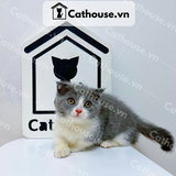  Mèo Munchkin Màu Bicolor- ALN17172 