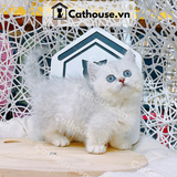  Mèo Munchkin Màu Silver - ALN17109 