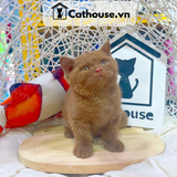 Mèo Anh Lông Ngắn Màu CINNAMON - ALN15108 