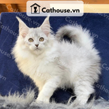  Mèo Maine Coon - MNC024 